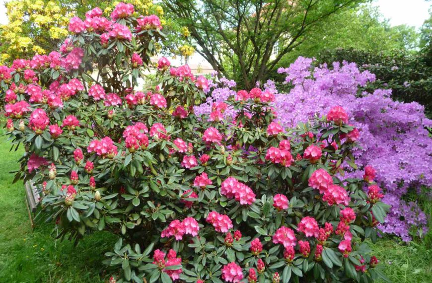 Botanischer Rundgang durch den Rhododendrongarten